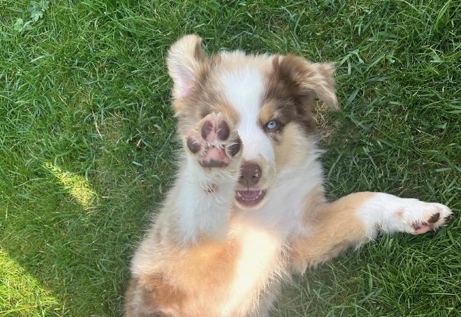 A picture of Ralf the dog.